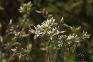 Cerastium glomeratum (2)